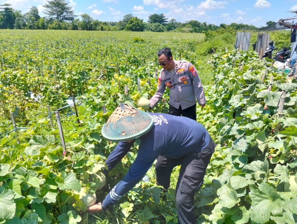 Polresta Sidoarjo Dorong Swasembada Pangan, Lahan Melon di Prambon Siap Panen