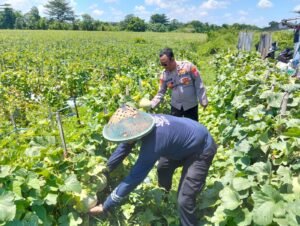 Polresta Sidoarjo Dorong Swasembada Pangan, Lahan Melon di Prambon Siap Panen