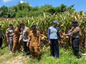 Polsek Balongbendo Intensifkan Pengelolaan Ketahanan Pangan Jagung Hibrida