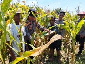 Optimalkan Swasembada Pangan, Polsek Prambon Masifkan Pengelolahan Tanaman Jagung 