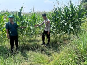 Optimalisasi Program Ketahanan Pangan, Polsek Prambon Dampingi Petani Jagung