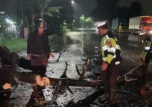Polsek Balongbendo Evakuasi Pohon Tumbang, Arus Lalu Lintas Kembali Lancar