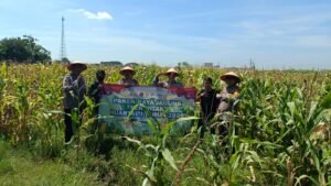 Panen Raya Jagung di Balongbendo, Wujud Dukungan Polri terhadap Ketahanan Pangan