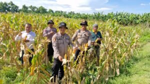 Polsek Balongbendo Cek Kesiapan Panen Jagung Serentak, Dukung Swasembada Pangan