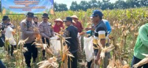 Polsek Balongbendo Panen Raya Jagung Perkasa Hybrida, Dukung Swasembada Pangan Nasional 2026