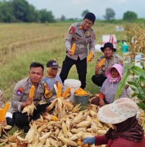 Polsek Tanggulangin Dukung Ketahanan Pangan, Panen Raya Jagung di Desa Randegan