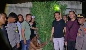 Sat Res Narkoba Polresta Deli Serdang Bersama Polsek Tanjung Morawa Ungkap Kasus Ganja, 40 Batang Tanaman Diamankan