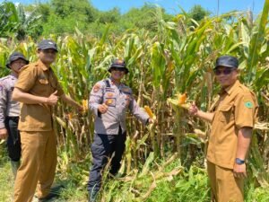 Polresta Sidoarjo Gelorakan Swasembada Pangan Dampingi Warga Tani Kelola Jagung Hibrida
