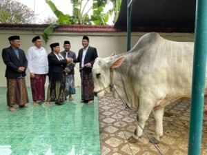 Idul Adha di Sidoarjo, Bupati Subandi Serahkan Sapi Kurban 800 Kilogram ke Masjid Agung, Bantuan Presiden Disalurkan ke Jabon