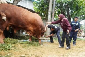 Dinas Pangan dan Pertanian Sidoarjo Pastikan Hewan Kurban Wabup Mimik Idayana Sehat dan Layak Konsumsi