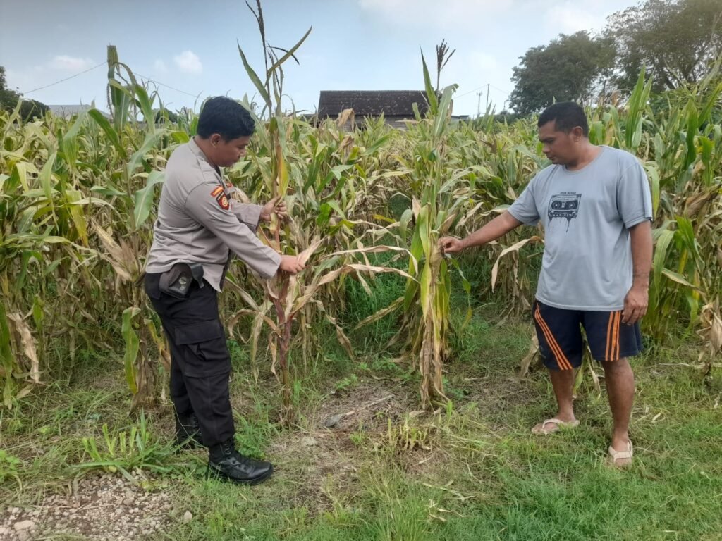 Optimalkan Ketahanan Pangan, Polisi Pantau Perkembangan Tanaman Jagung di Desa Bulang 