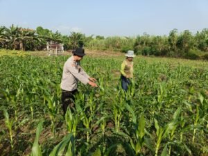 Kanit Binmas Polsek Porong Pantau Lahan Jagung di Desa Kesambi