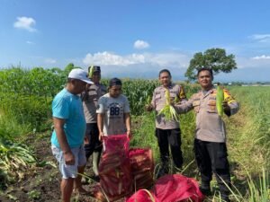 Kanit Binmas Polsek Krembung Apresiasi Perkembangan Tanaman Jagung di Desa Lemujut