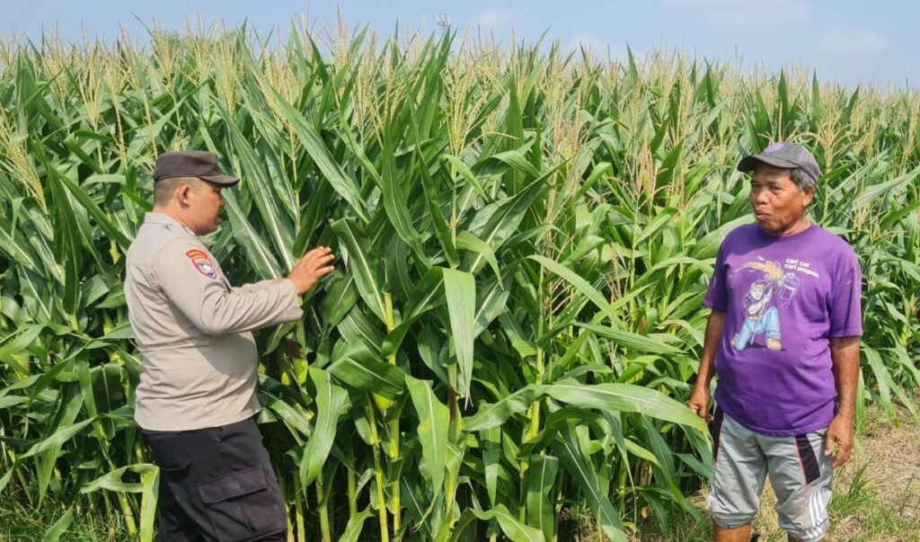 Tingkatkan Swasembada Pangan, Polsek Candi bersama Petani Kelola Lahan Jagung