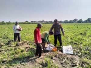 Polsek Tulangan Monitoring Perkebunan Tebu dan Dorong Swasembada Pangan di Desa Kajeksan