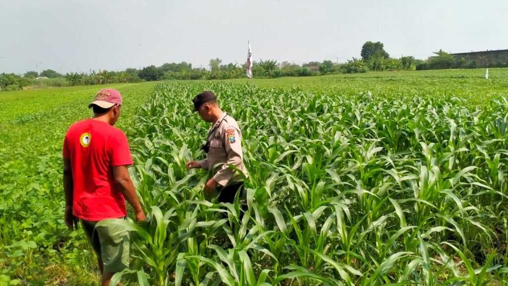 Dukung Swasembada Pangan, Bhabinkamtibmas Polsek Wonoayu Kontrol Tanaman Jagung di Desa Mulyodadi