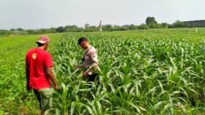Dukung Swasembada Pangan, Bhabinkamtibmas Polsek Wonoayu Kontrol Tanaman Jagung di Desa Mulyodadi