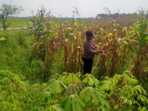 Polsek Prambon Dampingi Petani, Pastikan Tanaman Jagung Siap Dongkrak Swasembada Pangan