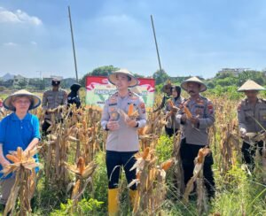 Polsek Taman Panen Jagung Serentak di Lahan Lingkar Mas Sepanjang, Dukung Ketahanan Pangan Nasional