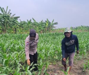 Polsek Gedangan bersama Petani Desa Punggul, Siap Optimalkan Panen Jagung 