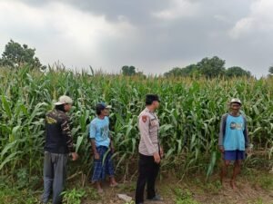 Polsek Porong Pantau Pertumbuhan Jagung di Desa Pesawahan, Dukung Ketahanan Pangan Nasional