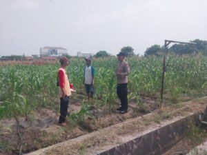 Polsek Sidoarjo Kota Cek Lahan Jagung di Desa Lebo, Dukung Program Ketahanan Pangan