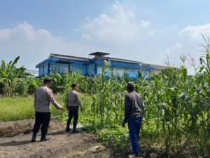 Polsek Sedati Optimis Pengelolaan Lahan Jagung Mampu Optimalkan Swasembada Pangan