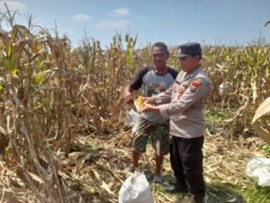 Polisi Dampingi Panen Jagung 3 Hektar, Perkuat Ketahanan Pangan di Prambon