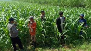 Polsek Balongbendo Kawal Perkembangan Jagung Hibrida untuk Swasembada Pangan 