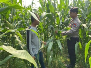 Polsek Tarik Pantau Perkembangan Tanaman Jagung Guna Swasembada Pangan 