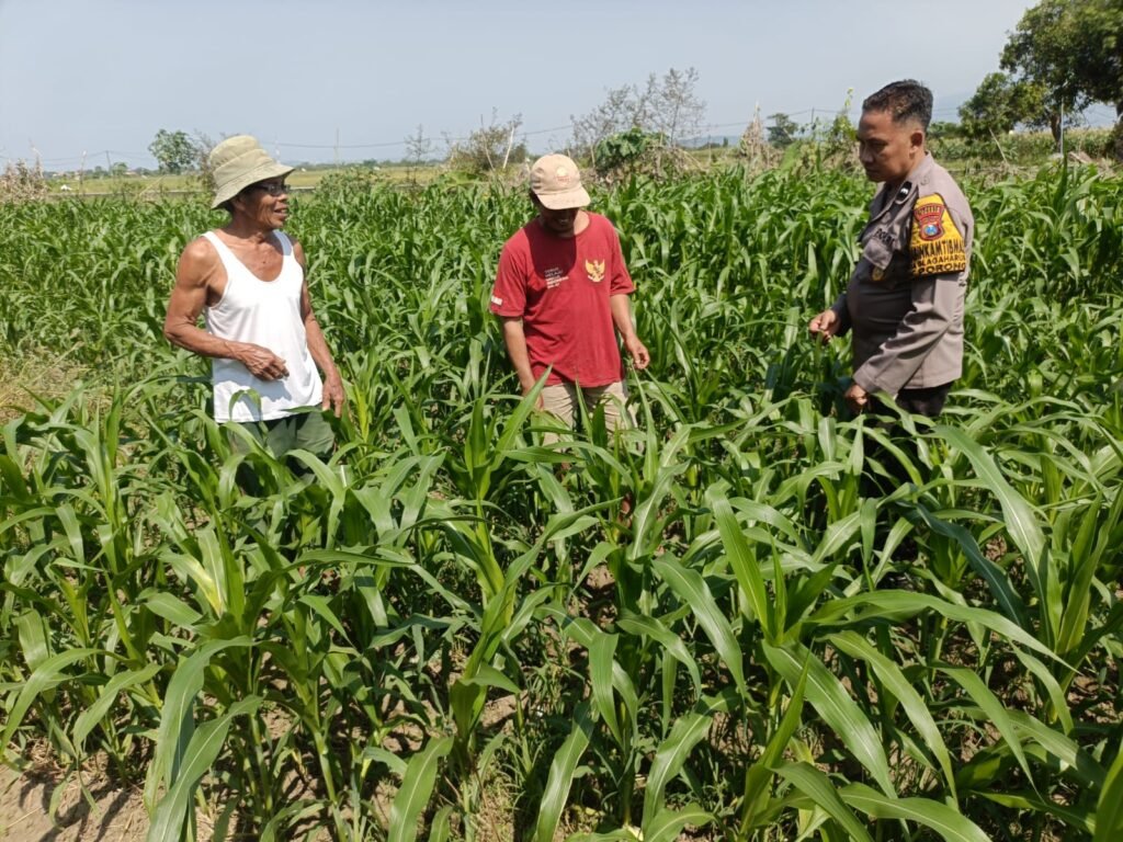 Optimalkan Ketahanan Pangan, Polsek Porong bersama Petani Pantau Perkembangan Tanaman Jagung
