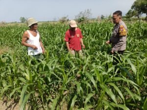 Optimalkan Ketahanan Pangan, Polsek Porong bersama Petani Pantau Perkembangan Tanaman Jagung