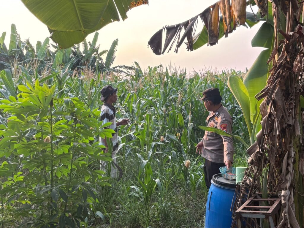 Tanaman Jagung Mulai Berbuah, Polsek Gedangan Intensifkan Pendampingan Ketahanan Pangan