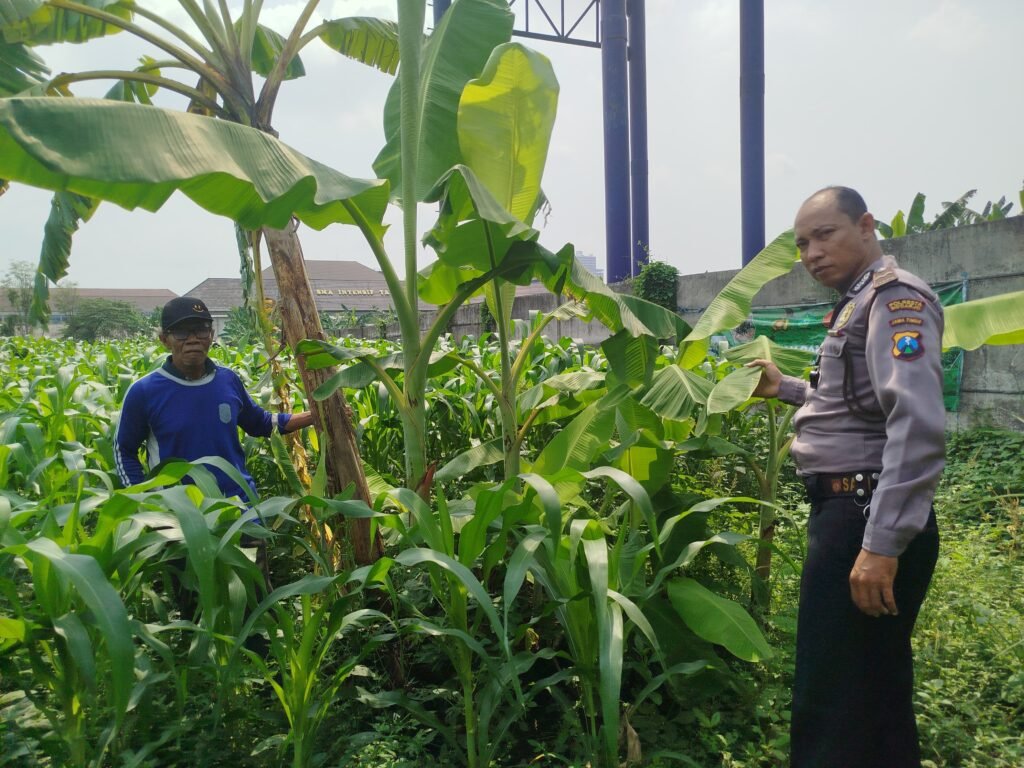 Bhabinkamtibmas Polsek Waru Pantau Pertumbuhan Jagung di Bungurasih, Dukung Swasembada Pangan Nasional