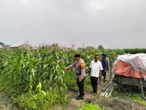 Bhabinkamtibmas Desa Gamping Pantau Pertumbuhan Jagung, Dukung Program Ketahanan Pangan