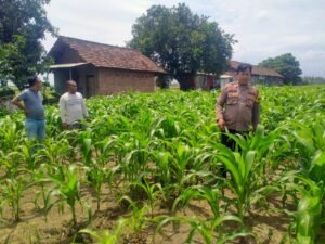 Polsek Prambon Dampingi Petani Kontrol Tanaman Jagung, Antisipasi Serangan Hama Ulat