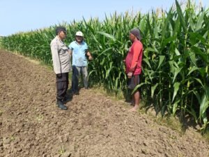 Polisi Pantau Perkembangan Tanaman Jagung, Dukung Program Ketahanan Pangan 
