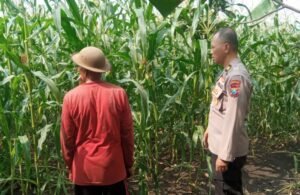 Dukung Ketahanan Pangan Bhabinkamtibmas Desa Sukorejo Bersama Gapoktan Cek Tanaman Jagung