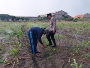 Polsek Sidoarjo Kota Intensif Dampingi Petani Jagung, Sukseskan Swasembada Pangan Nasional