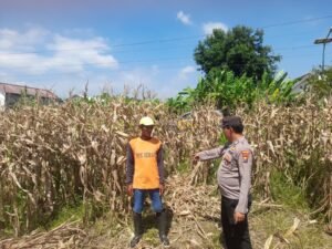 Polisi Pantau Pertumbuhan Jagung, Dukung Ketahanan Pangan di Kecamatan Prambon