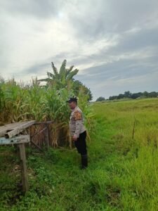Bhabinkamtibmas Polsek Candi Pantau Pertumbuhan Jagung, Dukung Program Ketahanan Pangan