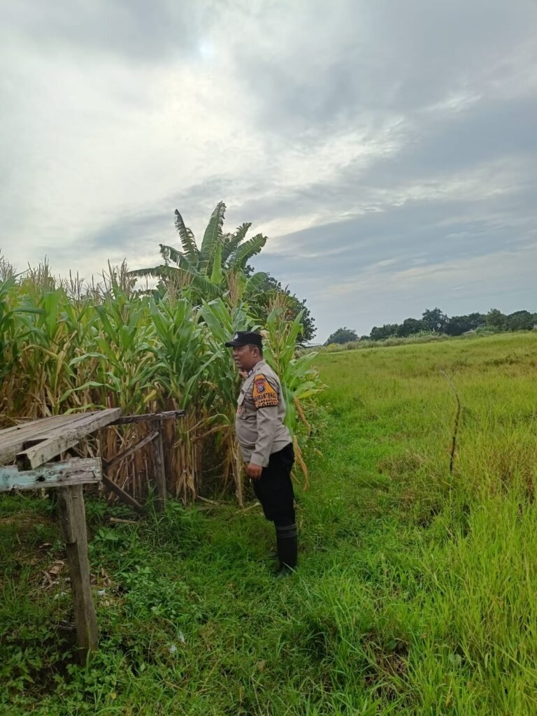 Bhabinkamtibmas Polsek Candi Pantau Pertumbuhan Jagung, Dukung Program Ketahanan Pangan