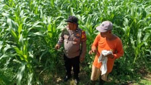 Perkuat Swasembada Pangan di Sidoarjo, Polsek Balongbendo Pantau Perkembangan Tanaman Jagung Hibrida