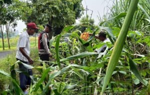 Cek Perkembangan Jagung, Polsek Krian Dukung Swasembada Pangan