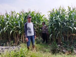 Polsek Prambon Pantau Tanaman Jagung Usia 75 Hari, Dukung Program Ketahanan Pangan