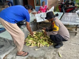Polsek Krembung Dampingi Perawatan Jagung untuk Dukung Swasembada Pangan 