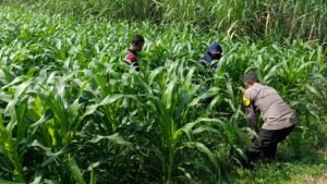 Polisi dan Petani Tingkatkan Program Swasembada Jagung, Pantau Lahan Jagung Desa Kedungsukodani