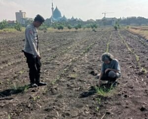 Polsek Taman Masifkan Bhabinkamtibmas Turut Pantau Gerakan Ketahanan Pangan Petani 