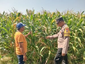 Jalin Kedekatan dengan Petani, Anggota Polsek Tarik Patroli dan Pantau Lahan Jagung untuk Ketahanan Pangan