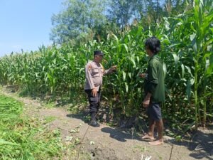 Dukung Ketahanan Pangan, Polsek Candi Pantau Perkembangan Lahan Jagung
